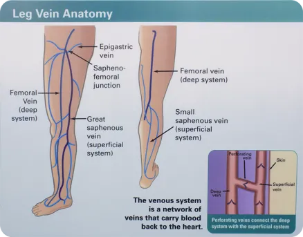 Leg Vein Anatomy: Superficial, Deep, Perforator Veins