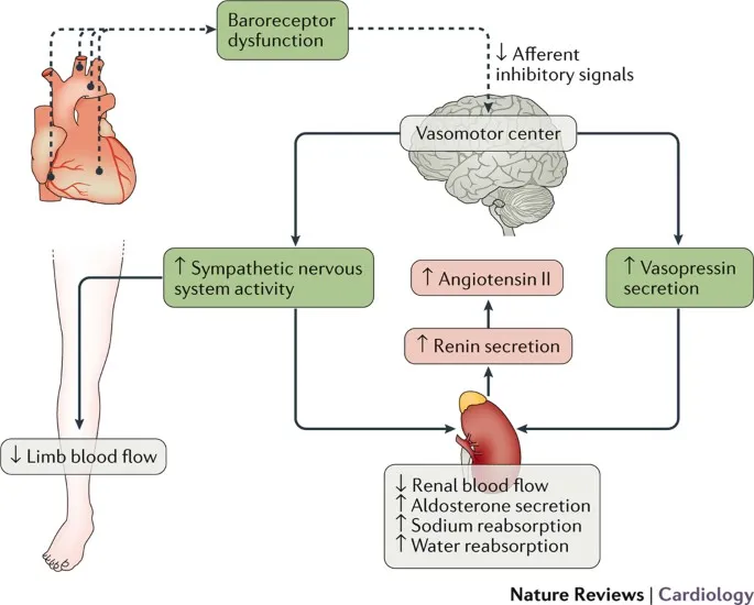 Neurohormonal activation in heart failure