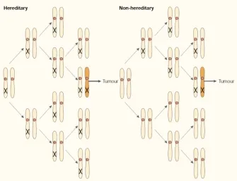 Knudson Two-Hit Hypothesis: Hereditary vs. Non-Hereditary