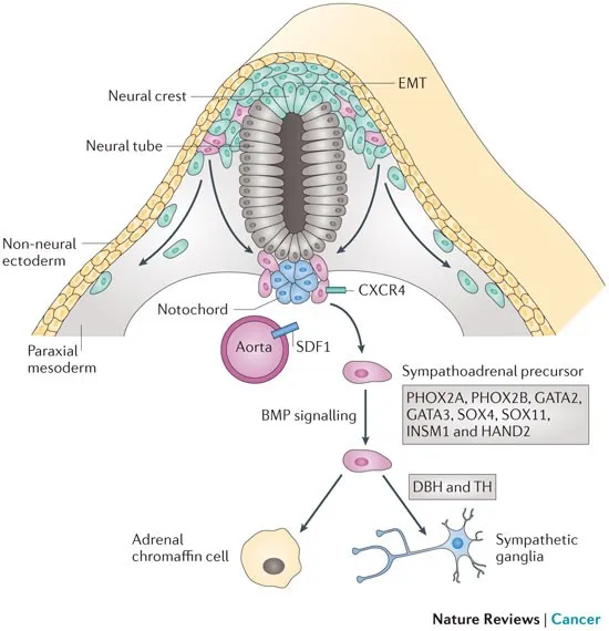 Neural crest cell migration and neuroblastoma development