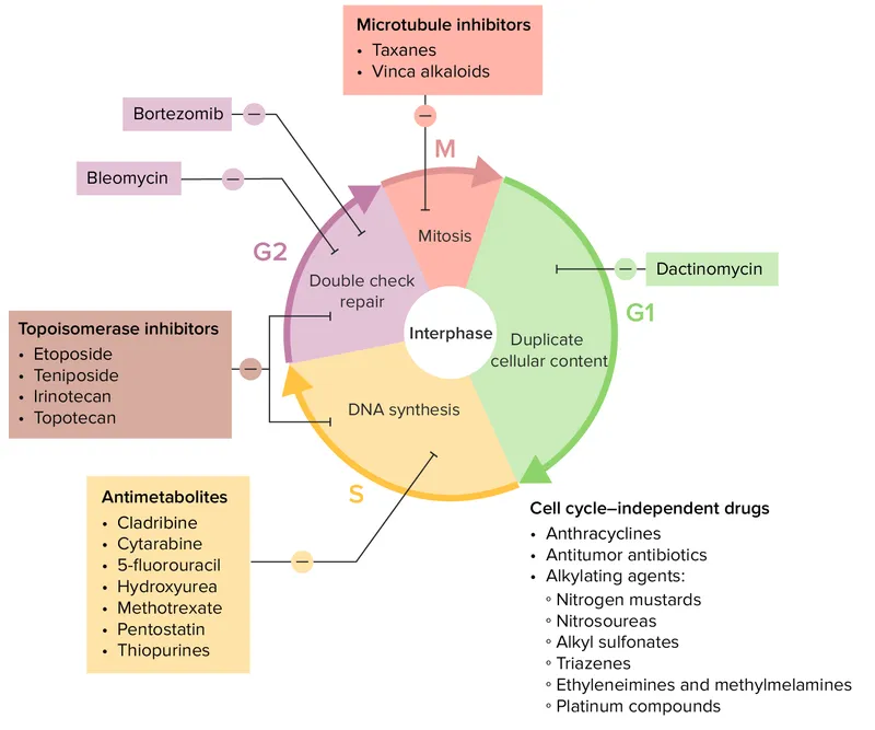 Cell Cycle Phases and Chemotherapy Drug Targets