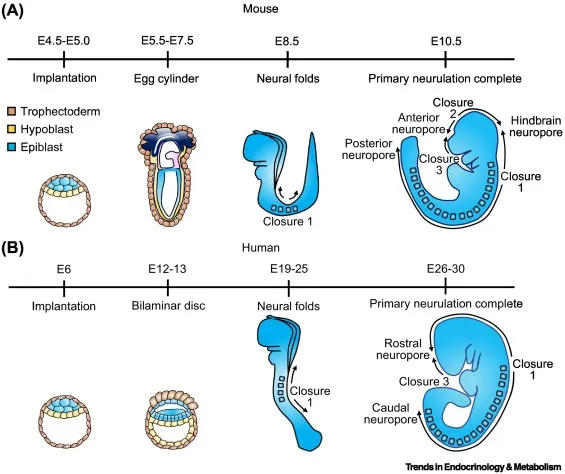 Neural Tube Closure Timeline: Mouse vs. Human