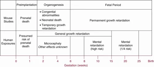 Fetal Radiation Exposure Effects by Gestational Age