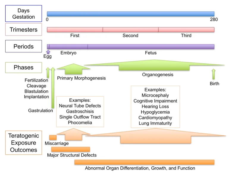 Teratogenic Exposure Outcomes by Gestational Stage
