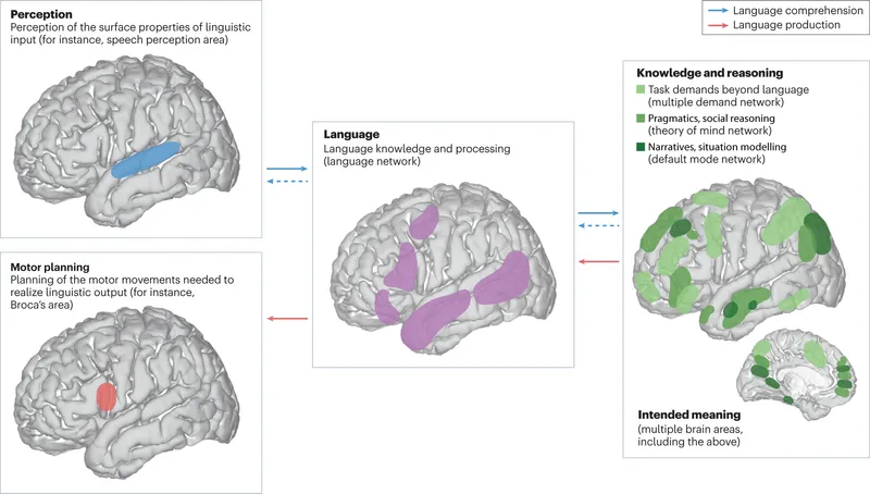 Brain areas for language comprehension and production