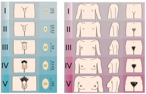 Tanner Stages of Pubertal Development