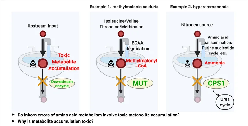Toxic metabolite accumulation in IEM
