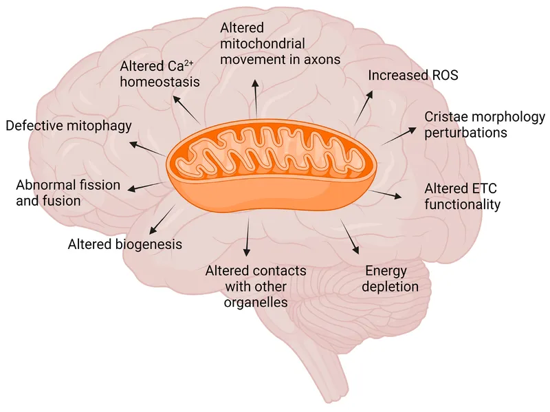 Mitochondrial dysfunction in brain disorders