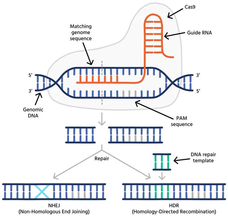 CRISPR-Cas9 Gene Editing and DNA Repair Pathways