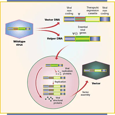 Viral vector gene therapy mechanism