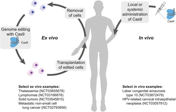 In vivo vs. Ex vivo Gene Therapy with Cas9
