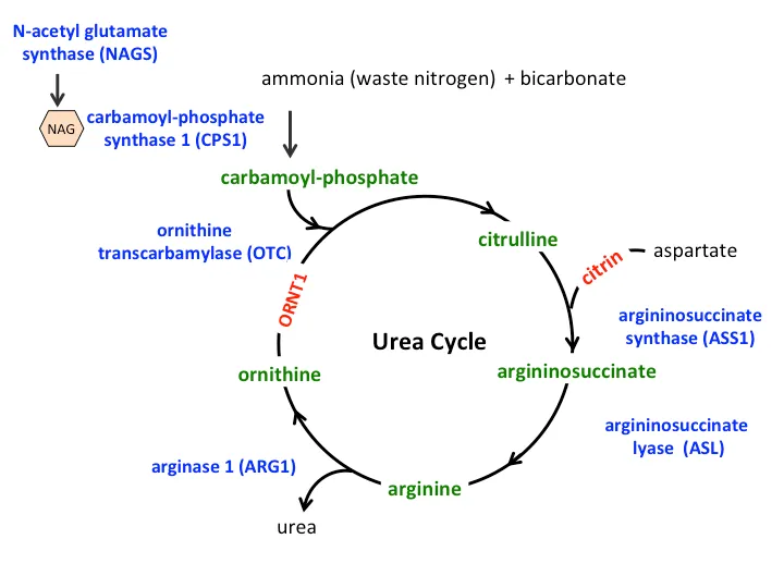 Urea Cycle Pathway and Enzyme Deficiencies