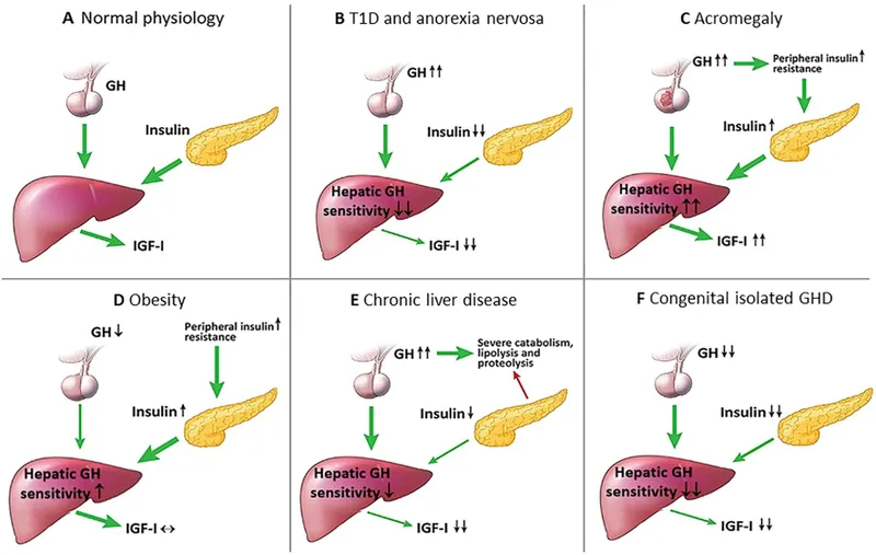 GH-IGF-1 Axis in Growth Disorders