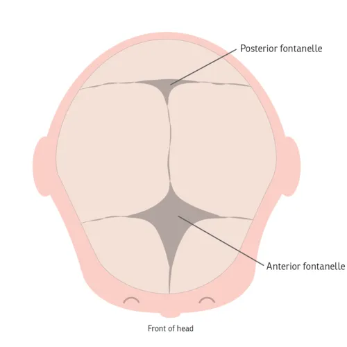 Infant skull with anterior and posterior fontanelles