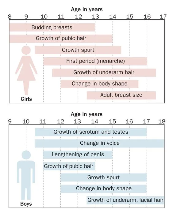 Puberty timeline: normal development in girls and boys