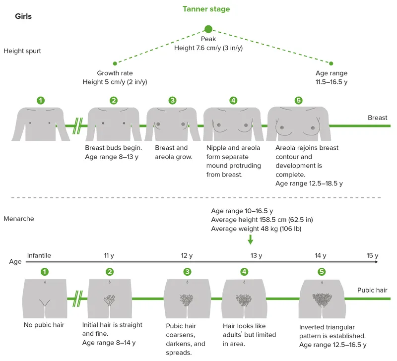 Tanner Stages for Girls