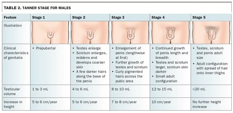 Male Tanner Stages Table