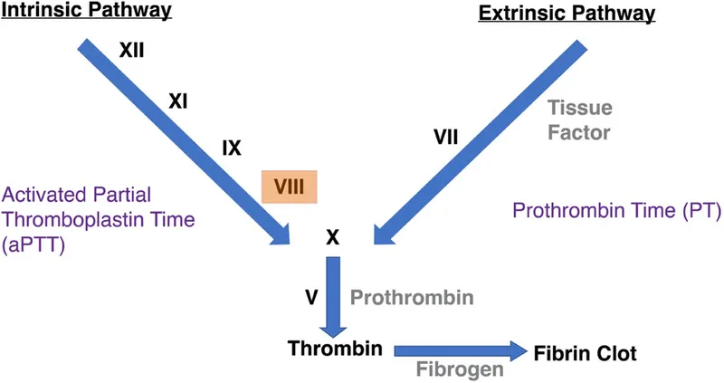 Coagulation Cascade Diagram
