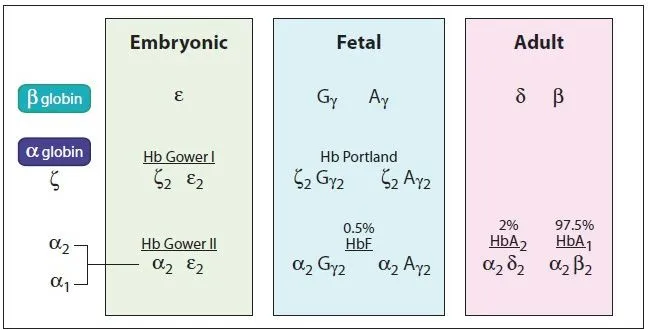 Hemoglobin types and globin chain composition by age