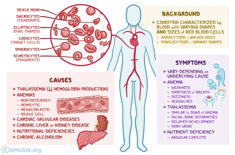 Red blood cell morphology in anemia