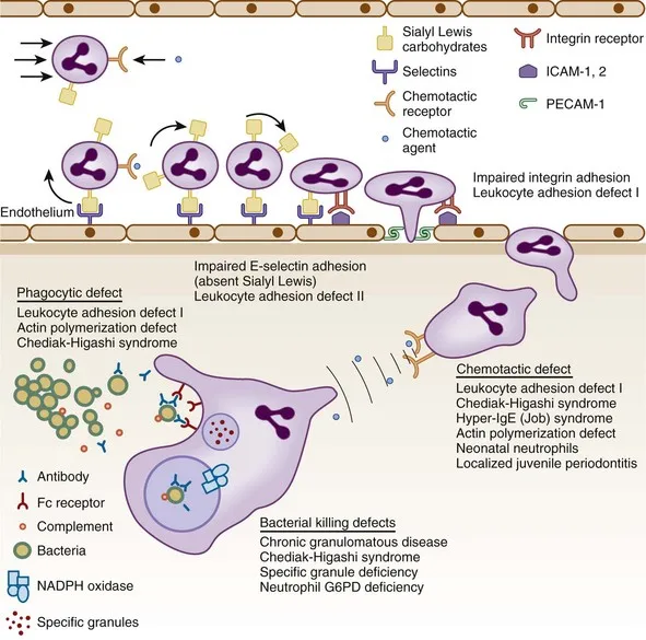 Neutrophil function and related disorders