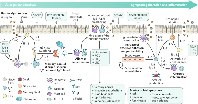 Allergic Rhinitis Pathophysiology