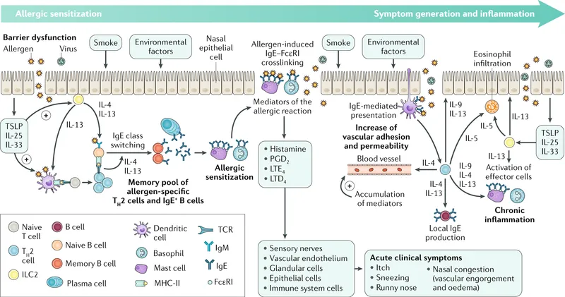 Pathophysiology of Allergic Rhinitis