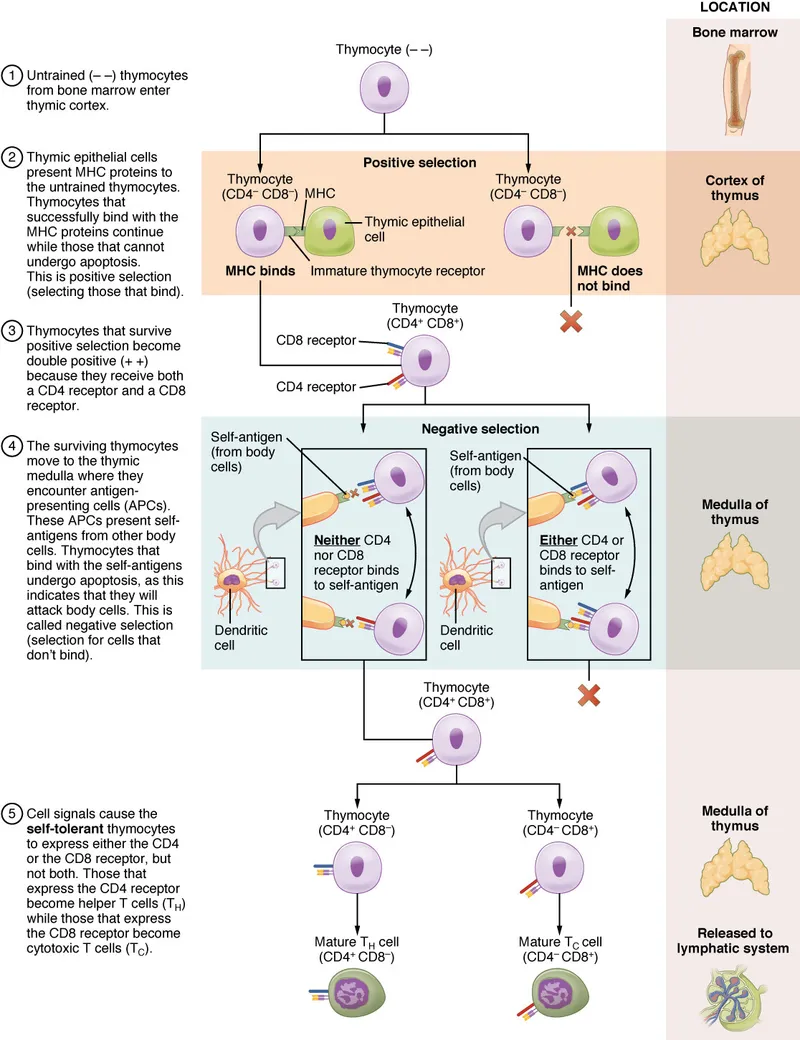T-cell development: positive and negative selection