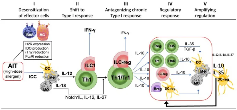 Immunotherapy mechanism: Th2 to Th1 shift