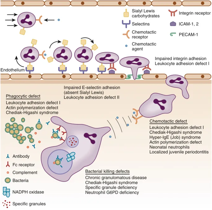 Neutrophil defects in primary immunodeficiency