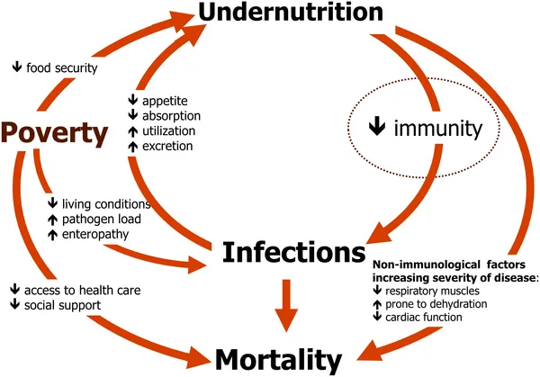 Undernutrition, Poverty, and Immunity Cycle
