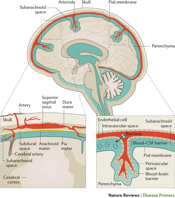 Brain Anatomy and Barriers in CNS Infections