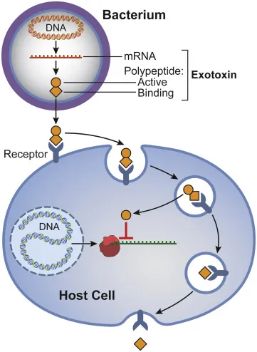 Bacterial Exotoxin Mechanism on Host Cell
