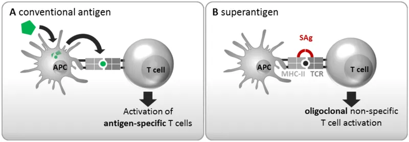 Superantigen vs. Conventional Antigen T-cell Activation