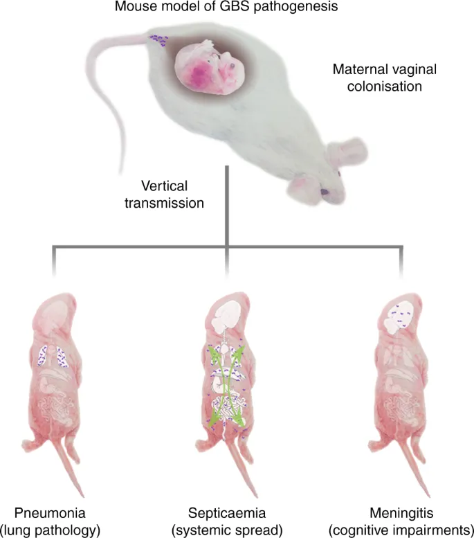GBS pathogenesis in mice: vertical transmission & meningitis