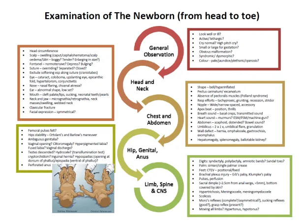 Newborn Physical Exam: Head to Toe Checklist