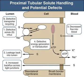 Proximal tubule solute handling defects diagram