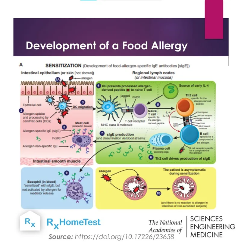 Food allergy sensitization immune mechanism