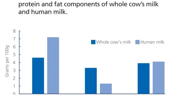 Protein and fat in cow's milk vs. human milk