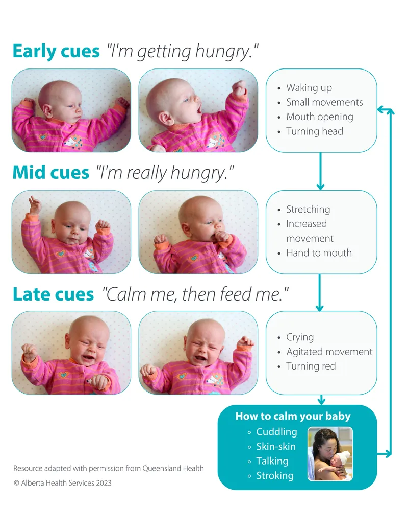 Infant Hunger and Satiety Cues