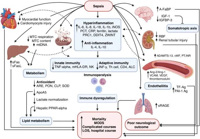 Sepsis-induced MODS pathways