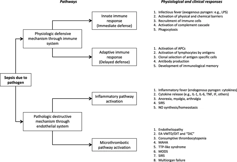 Sepsis Pathophysiology and Clinical Responses