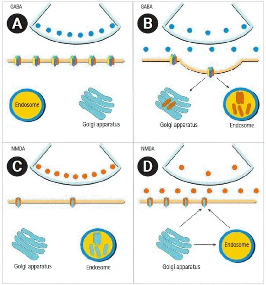 GABA and NMDA receptor changes in status epilepticus