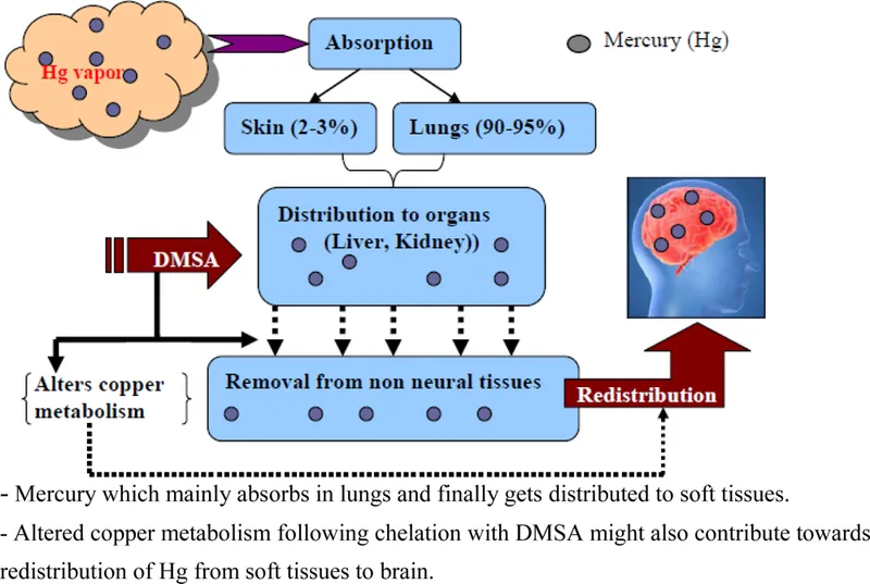 Mercury absorption, distribution, and DMSA chelation