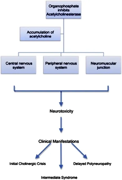 Organophosphate Toxicity Mechanism and Clinical Effects