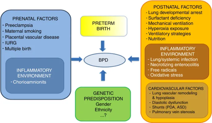 Risk factors for Bronchopulmonary Dysplasia (BPD)