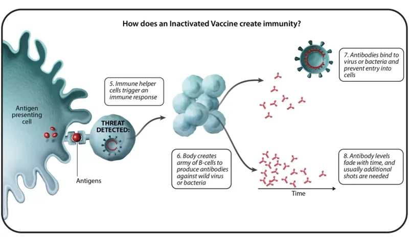 Inactivated Vaccine Immunity Mechanism