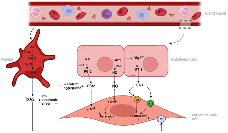 PGI2 and TXA2 imbalance and cardiovascular risk
