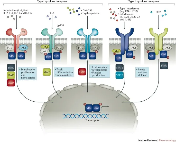 JAK-STAT signaling pathways