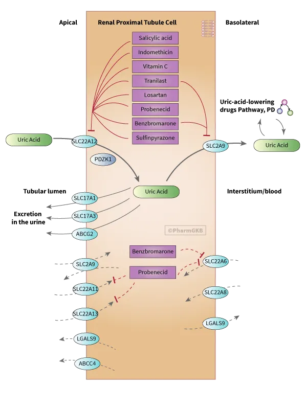 Uric acid transport in renal proximal tubule